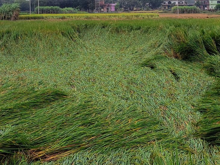 Paddy crop destroyed due to unseasonal rain