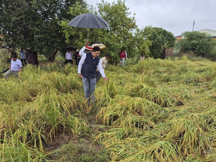 Rain damages crops in Jalaun