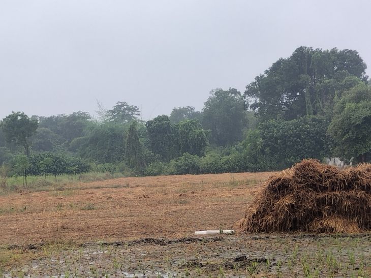 Unseasonal rains in Ayodhya cause heavy damage to crops