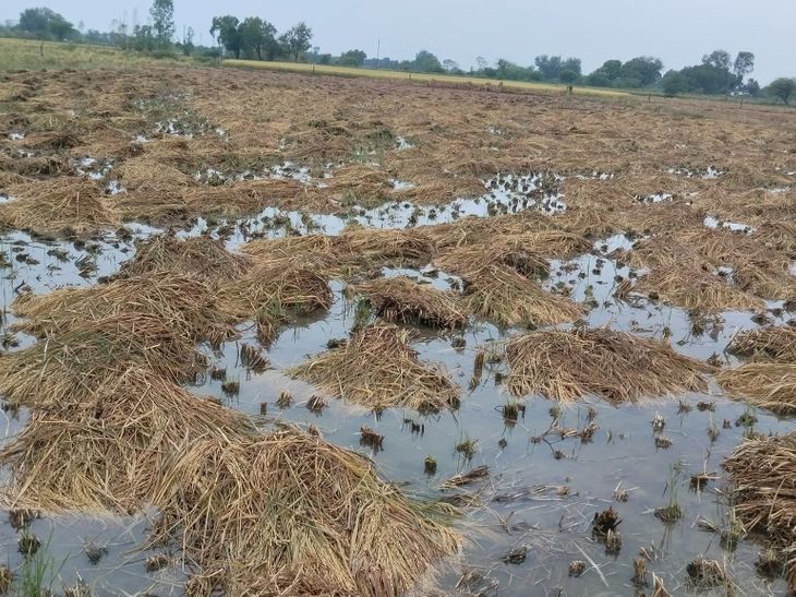 Rain causes heavy losses to farmers in Karhal, Mainpuri