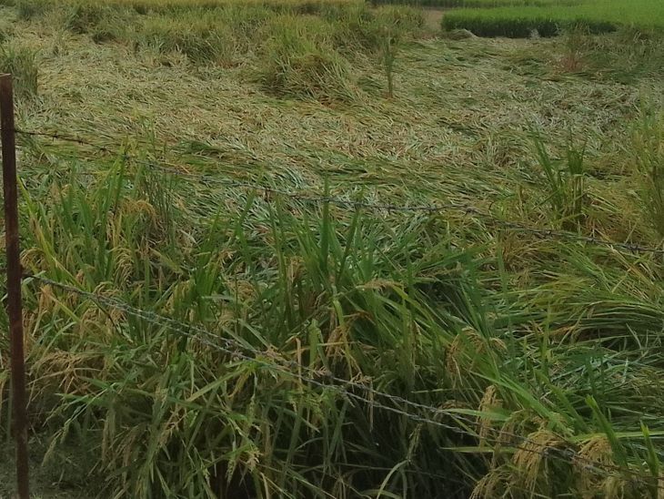 Heavy wind and rain destroyed paddy crops in Manda block.