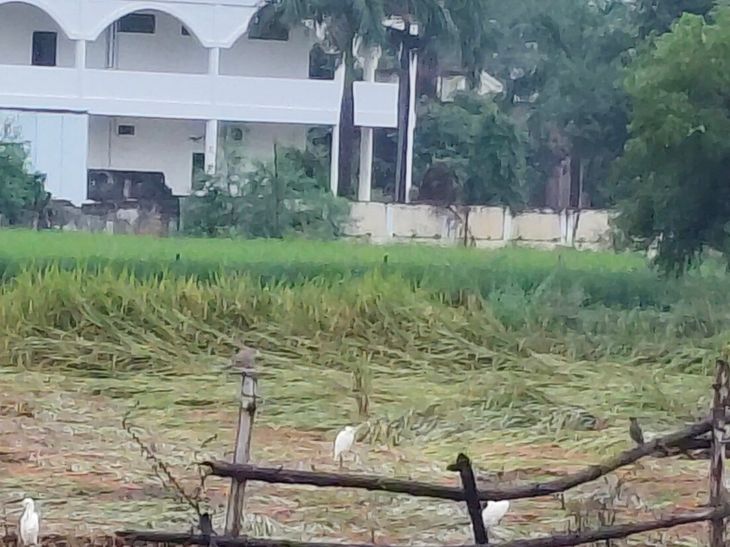 Storm and rain destroy paddy crop in Varanasi | वाराणसी में आंधी-बारिश ...