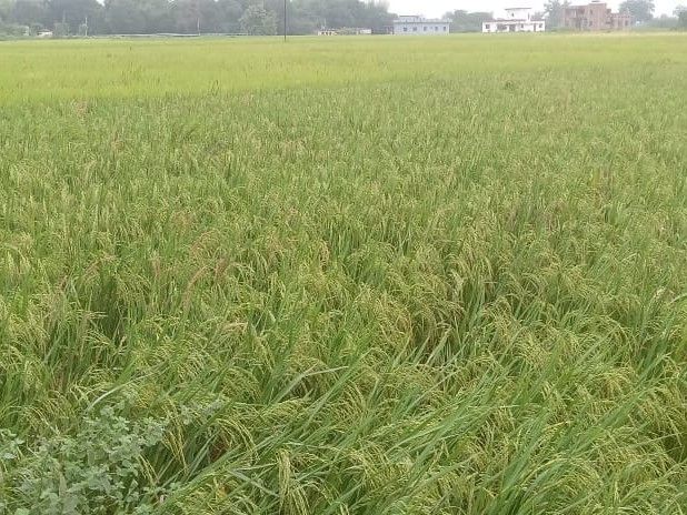 Rain damages paddy and potato crops