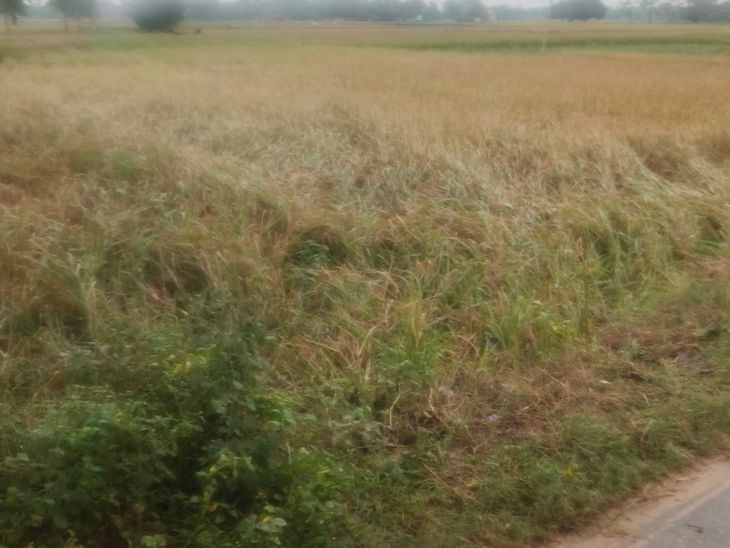 Paddy crop destroyed due to unseasonal rain
