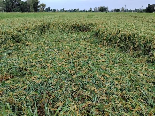 Heavy rain and wind on Thursday night caused the paddy crop to collapse ...