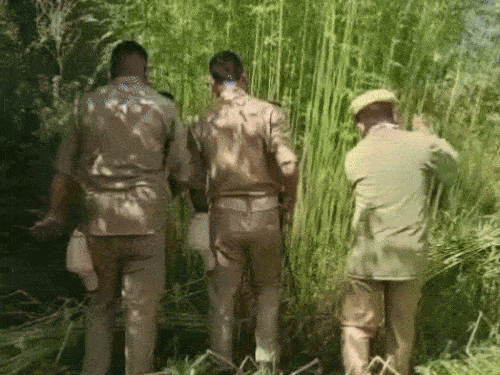 Action taken against cannabis grown in 850 drains in Uttarakhand | उत्तराखंड में 850 नाली में उगाई भांग पर एक्शन: 51 केस दर्ज, 77 आरोपी गिरफ्तार, DM बोले- नशा मुक्त देवभूमि सिर्फ कागजों में ना रहे – Almora News