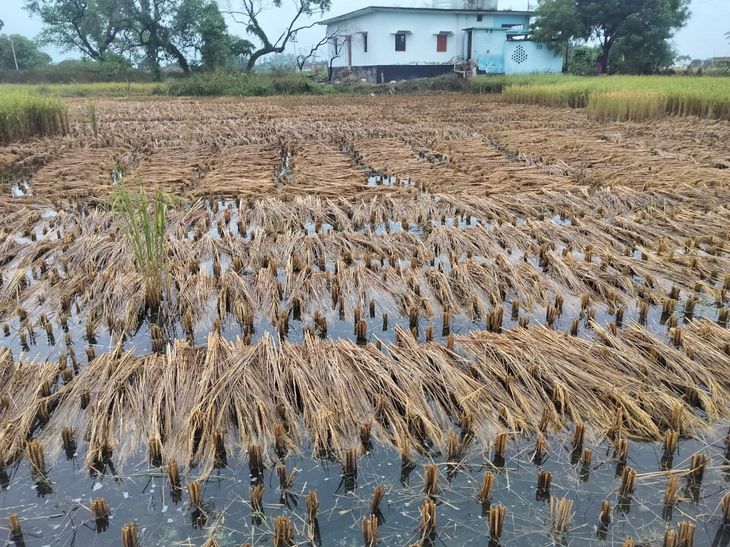Rain damages paddy crops in Dobhi