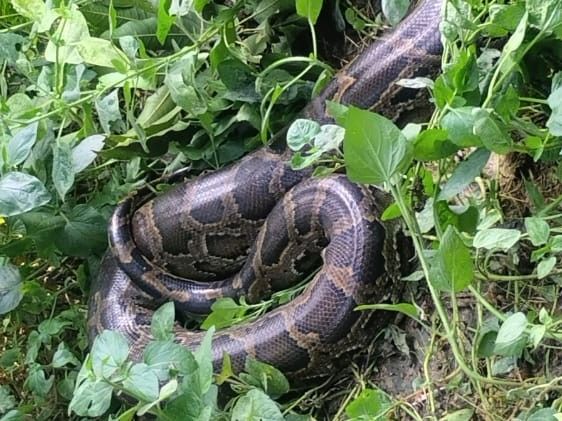 A 7-foot-long python was found in the garden of Mansukh village ...
