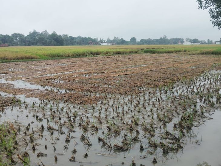 Four days of rain destroyed crops