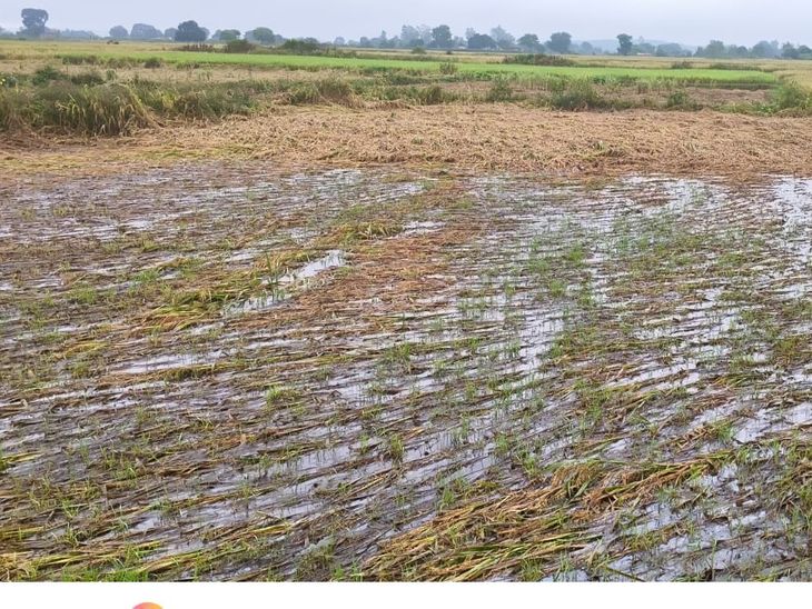 Paddy crop destroyed due to unseasonal rain | बेमौसम बारिश से धान की ...