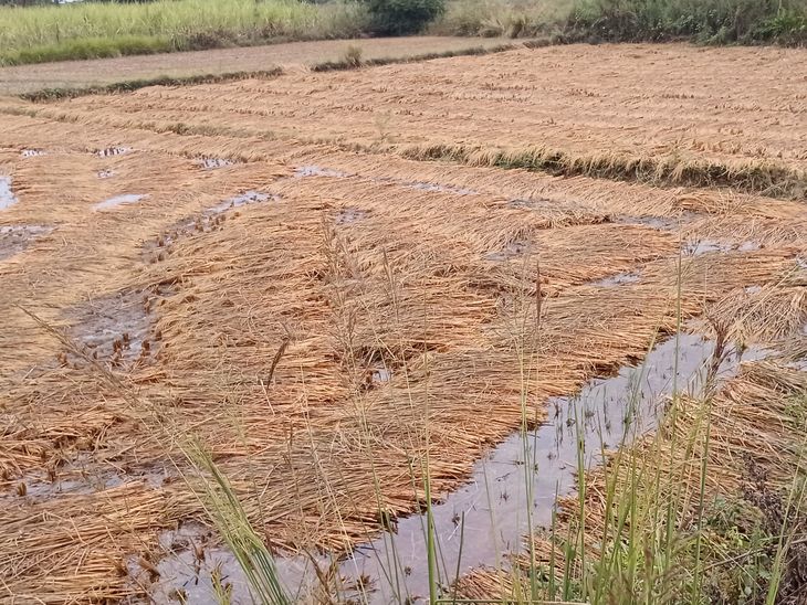 Rain damages paddy crops