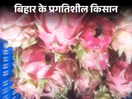 गुजरात से बीज मंगाकर शुरू की ड्रैगन फ्रूट की खेती:  आज लाखों में कमा रहे बक्सर के किसान; भाई से मिली प्रेरणा, यूट्यूब से सीखी तकनीक – Buxar News
