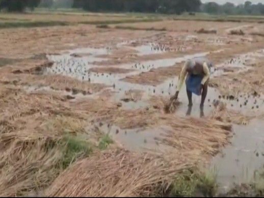 Cyclone Montha causes heavy damage to crops