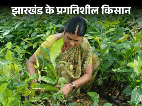 बरवाडीह की नीलम देवी नर्सरी से कमा रही लाखों:  एक एकड़ में लगाई पौधों की नर्सरी, अच्छी आमदनी के साथ दूसरों को कर रहीं प्रेरित‎ – Barwadih News