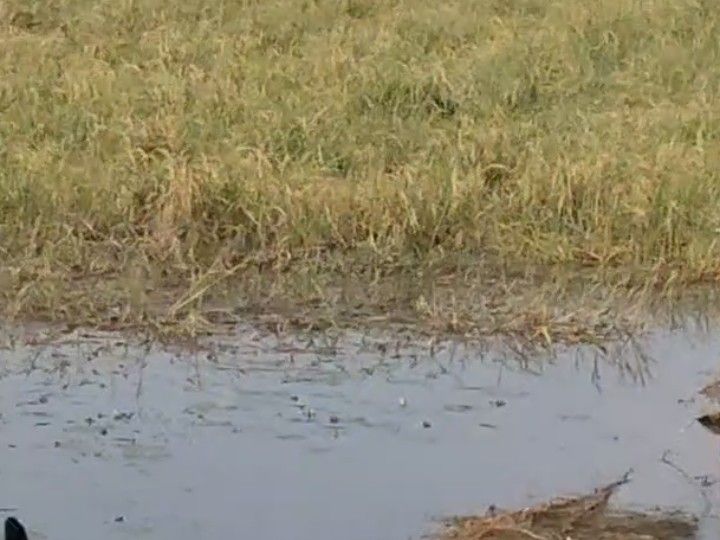 Unseasonal rains destroy paddy crops in Takha | ताखा में बेमौसम बारिश ...