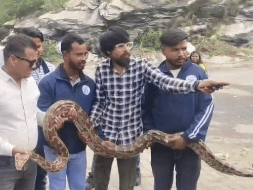 A 13-foot-long, 20-kg python was caught. | 13 फीट लम्बा व 20 किलो वजनी अजगर पकड़ा: बकरियों की झोपड़ी के पास घात लगाए बैठा था; नाग पहाड़ी में छोड़ा – Ajmer News