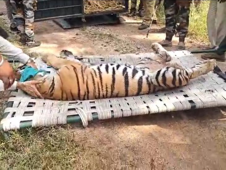 Rescue of injured tiger cub in Pench Tiger Reserve