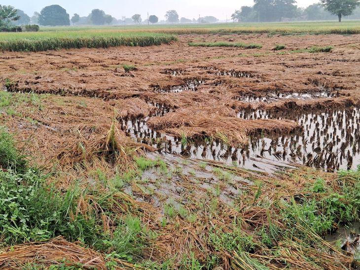 Crops destroyed by cyclonic storm and rain, farmers worried | चक्रवाती ...