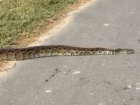 A 10-foot-long python was spotted on the roadside in Greater Noida ...