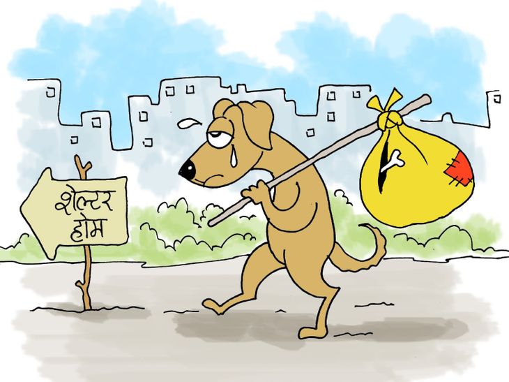 सुप्रीम कोर्ट का आदेश- स्कूल, अस्पताल से आवारा कुत्ते हटाएं:नसबंदी करके शेल्टर होम में रखें, जहां से पकड़ें वहीं न छोड़ें- INA NEWS