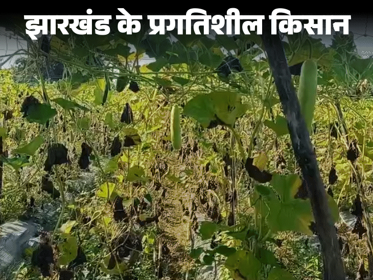 गढ़वा के फकीर मोहम्मद मजदूर से बने किसान:  छत्तीसगढ़ से सीखी खेती की उन्नत तकनीक, ढाई एकड़ जमीन में उपजाए तीन लाख के खीरा-कद्दू‎ – bhandaria News