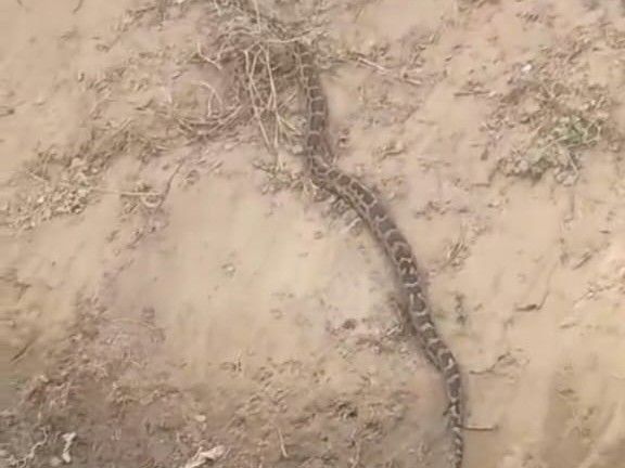 Python found on the bank of the dam in Nagla Shekha | नगला शेखा में ...