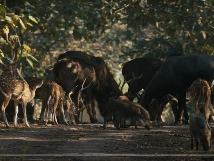 Vantara Documentary Series Streaming on JioHotstar | वनतारा डॉक्यूमेंट्री सीरीज की जियोहॉटस्टार पर स्ट्रीमिंग: पशुओं के बचाव और संरक्षण पर आधारित सीरीज हो रही लोकप्रिय, हर दिन बढ़ रहे दर्शक