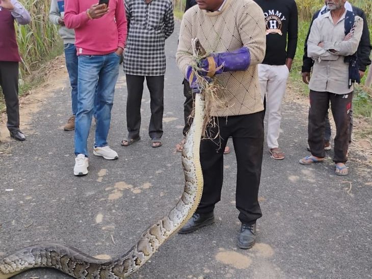 16 feet long python spotted in Bijnor