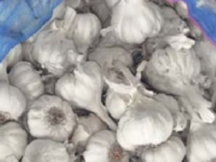 Loss in paddy, now farmers have hope from garlic | धान में नुकसान, अब लहसुन से किसानों को उम्मीद: इस बार धनिये की कम बुवाई, लहसुन और गेहूं पर किसानों की उम्मीदें – Kota News