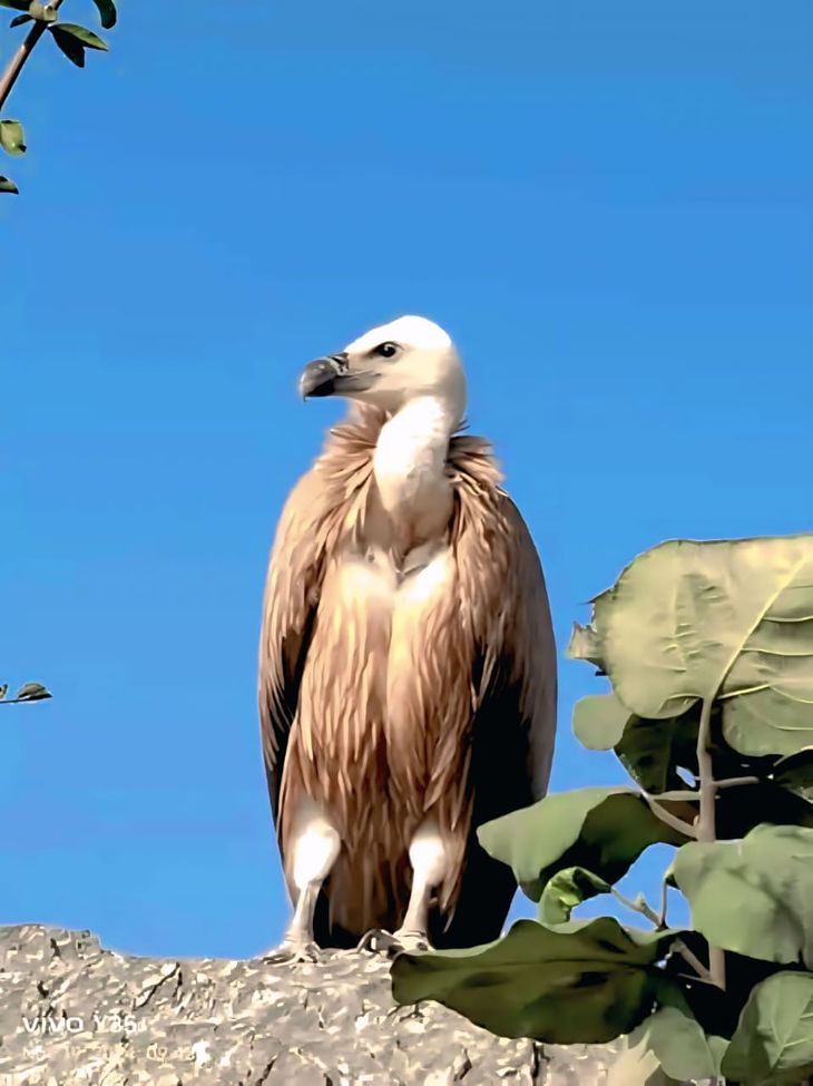 Marich, the vulture, returned after four months after traveling 15,000 ...