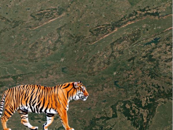 Tourism will take wings in Madhya Pradesh | कान्हा टाइगर रिजर्व में मॉर्निंग सफारी, शाम की बांधवगढ़ में: 961 KM लंबा टाइगर कॉरिडोर जोड़ेगा 4 रिजर्व, जबलपुर बनेगा वाइल्डलाइफ टूरिज्म का गेटवे – Madhya Pradesh News