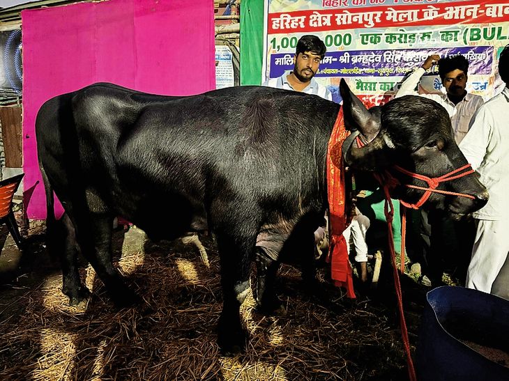 Jafarabadi breed – famous for milk yield and strong offspring ...