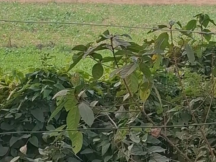 Open electric wires at Bhikhapur Raida turn | भीखपुर रैदा मोड़ पर खुले ...