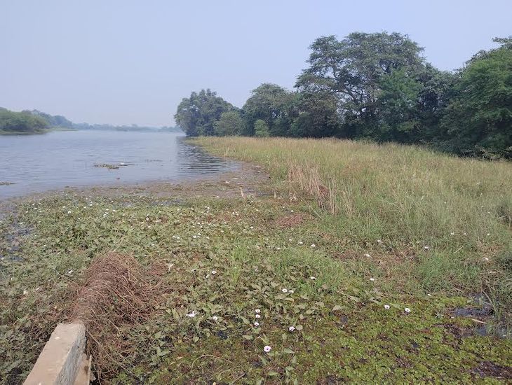 The life-giving Tandula River is becoming clogged with water hyacinth ...