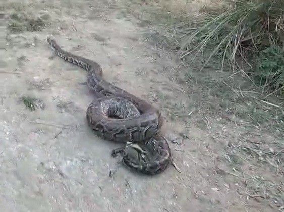 A 10-foot-long python was spotted near Dehra Kuti village.
