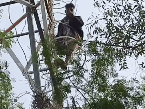 A young man climbed a tower over a love affair dispute