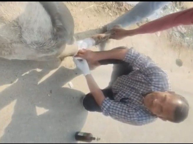 Cow's life saved due to the prompt action of cow protection team | गौ ...