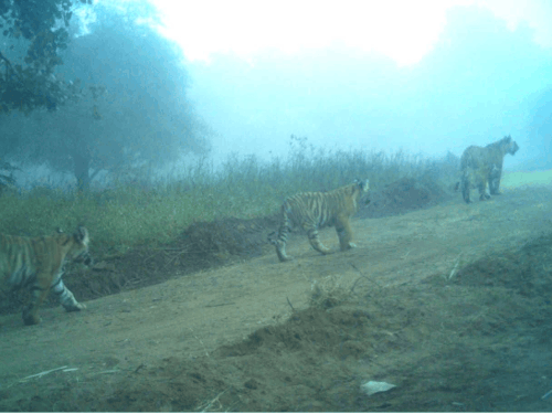 The cry of a hysteria resounds in Ranthambore Tiger Reserve | रणथंभौर टाइगर रिजर्व में गूंजी किलकारी: बाघिन टी 2307 ने दिया तीन शावकों को जन्म; वन्यजीव प्रेमियों में खुशी की लहर – Sawai Madhopur News