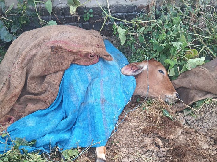 Cow protection group performed the last rites in Barola