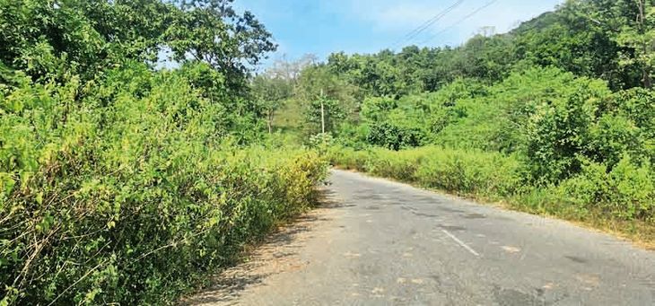 The turn covered with bushes is likely to cause an accident