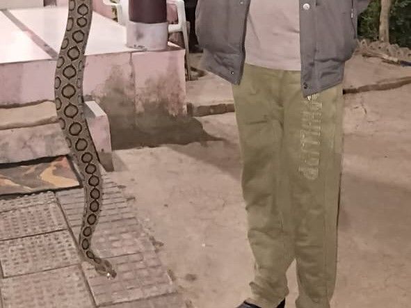 Russell's viper snake spotted in Itarsi temple premises