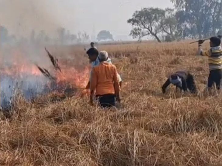 Standing paddy crop caught fire in Sakaldiha