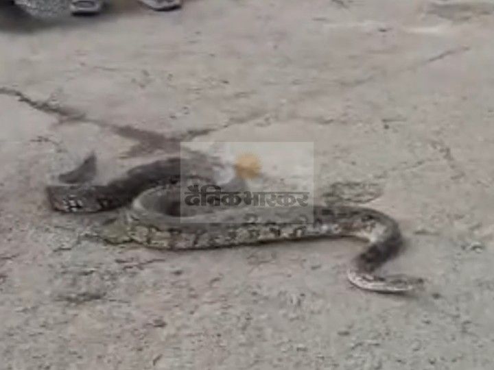 9 feet long python trapped in farm net...VIDEO | 9 फीट का अजगर खेत के ...