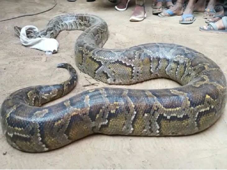 Python seen climbing stairs at Peeli Dam in Bijnor