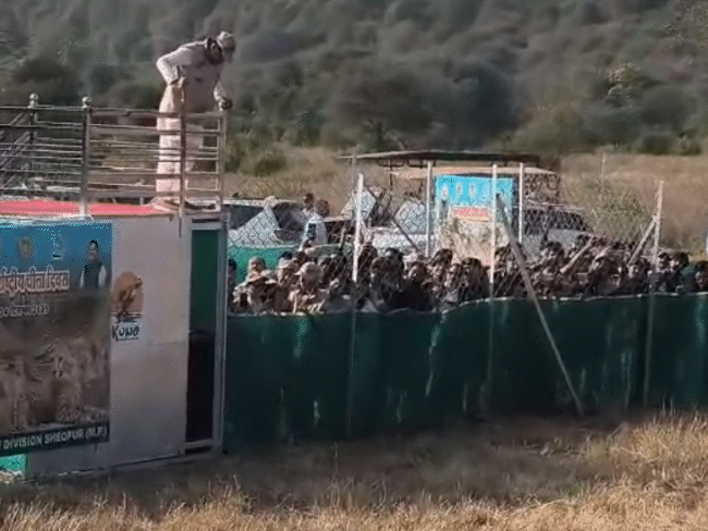 Cheetah Veera’s cub dies in Kuno | कूनो में चीता वीरा के शावक की मौत: एक दिन पहले ही सीएम ने खुले जंगल में छोड़ा था; चोट या संघर्ष के निशान नहीं मिले – Sheopur News