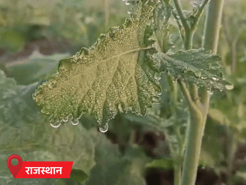 Cold wave in Madhya Pradesh today, mercury below 5 degrees | MP में शीतलहर, 24 शहरों में पारा 10° से कम: राजस्थान में सर्दी से राहत की संभावना; बद्रीनाथ-केदारनाथ में बर्फबारी की चेतावनी