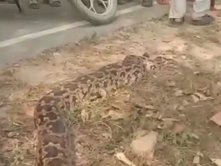 10-foot python found