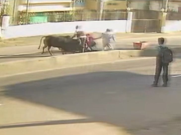 Cow suddenly attacks employee