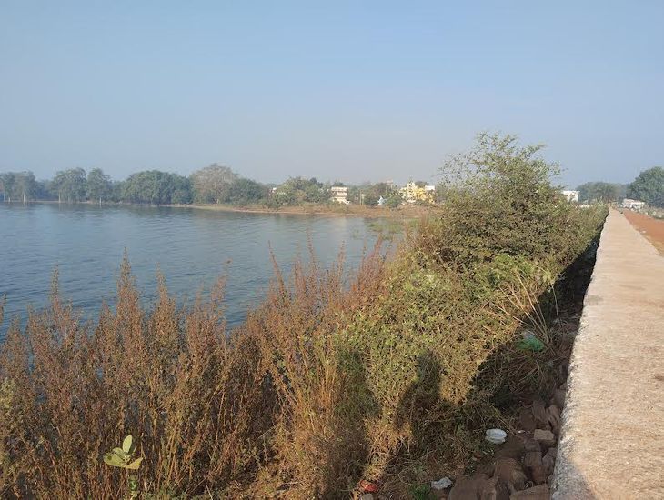 Thorny bushes have grown along the banks of the Tandula reservoir and ...