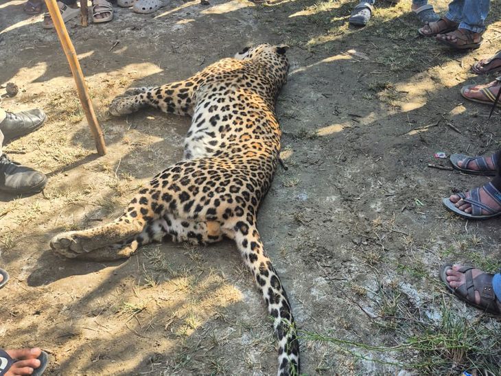 Dead leopard found in fields in Seria village | सेरिया गांव में खेतों ...
